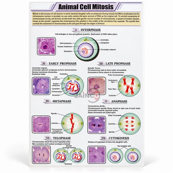 Animal Cell Mitosis Chart